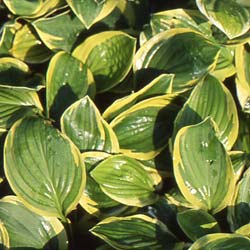 Hosta 'Carnival' / Hosta Carnival